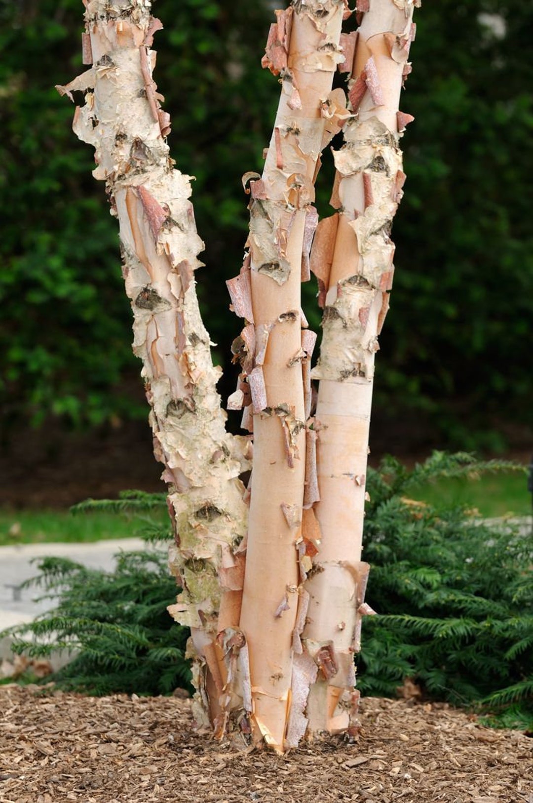 River Birch Tree. 5 Fresh Cuttings Etsy