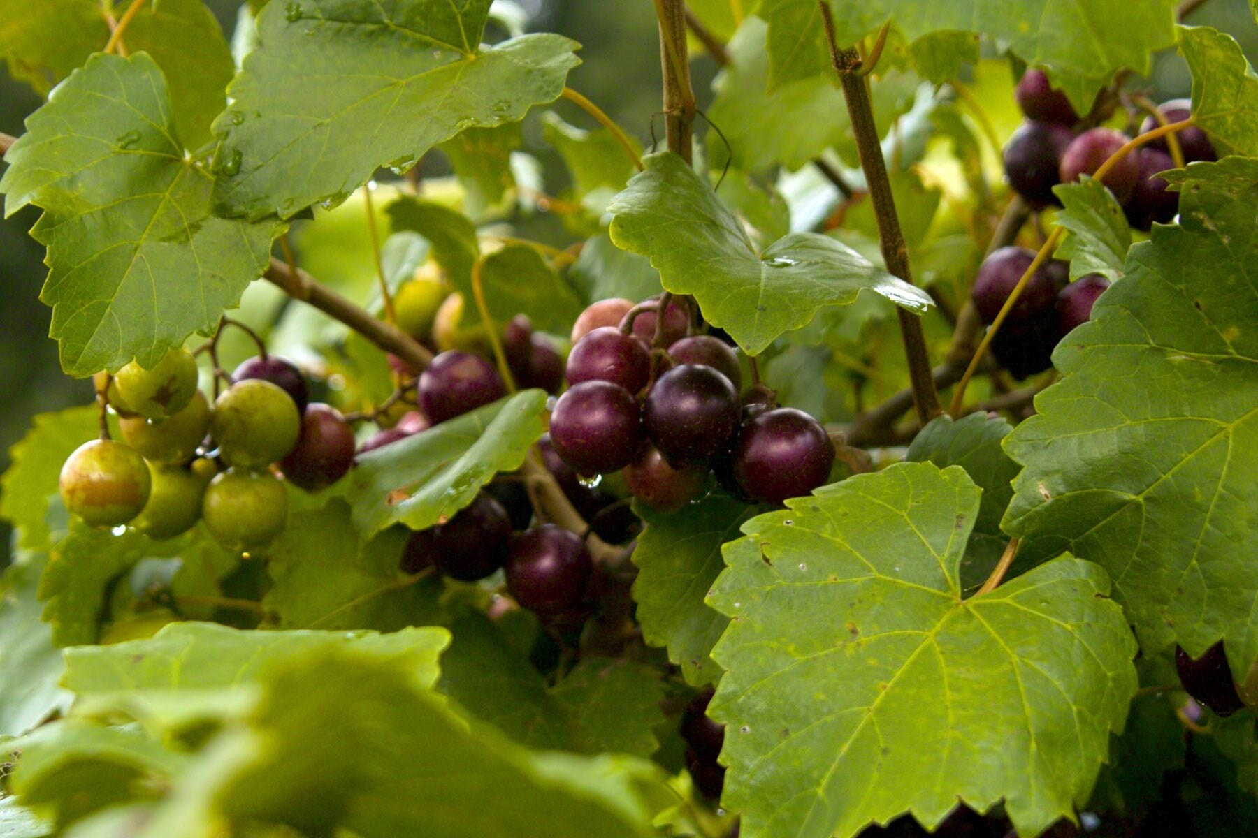 Grape Vine Cuttings Free Shipping 10 Muscadine Grape Etsy