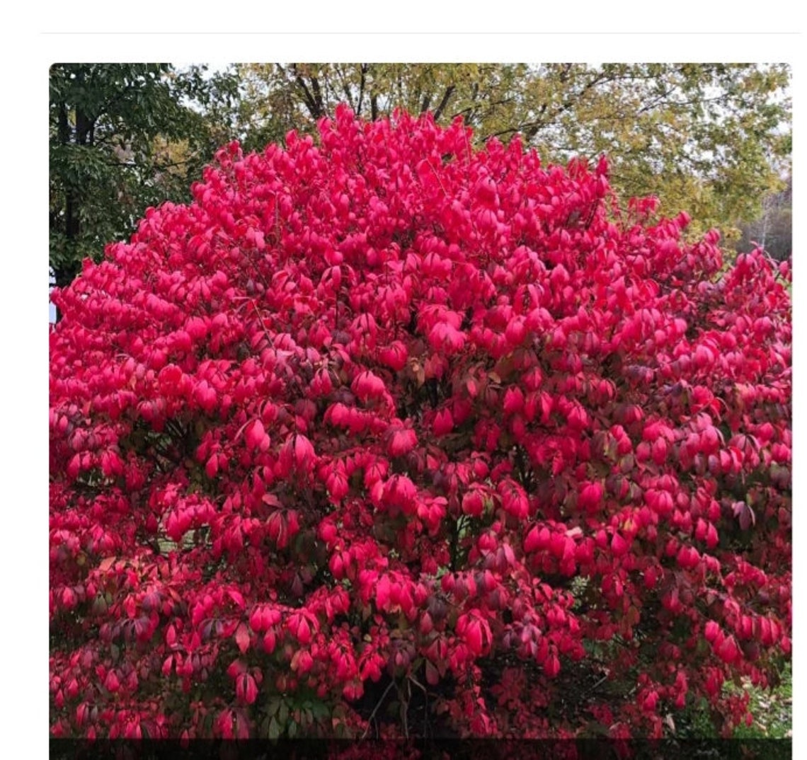 20 FRESH Burning Bush cuttings. Grow your own trees from Etsy