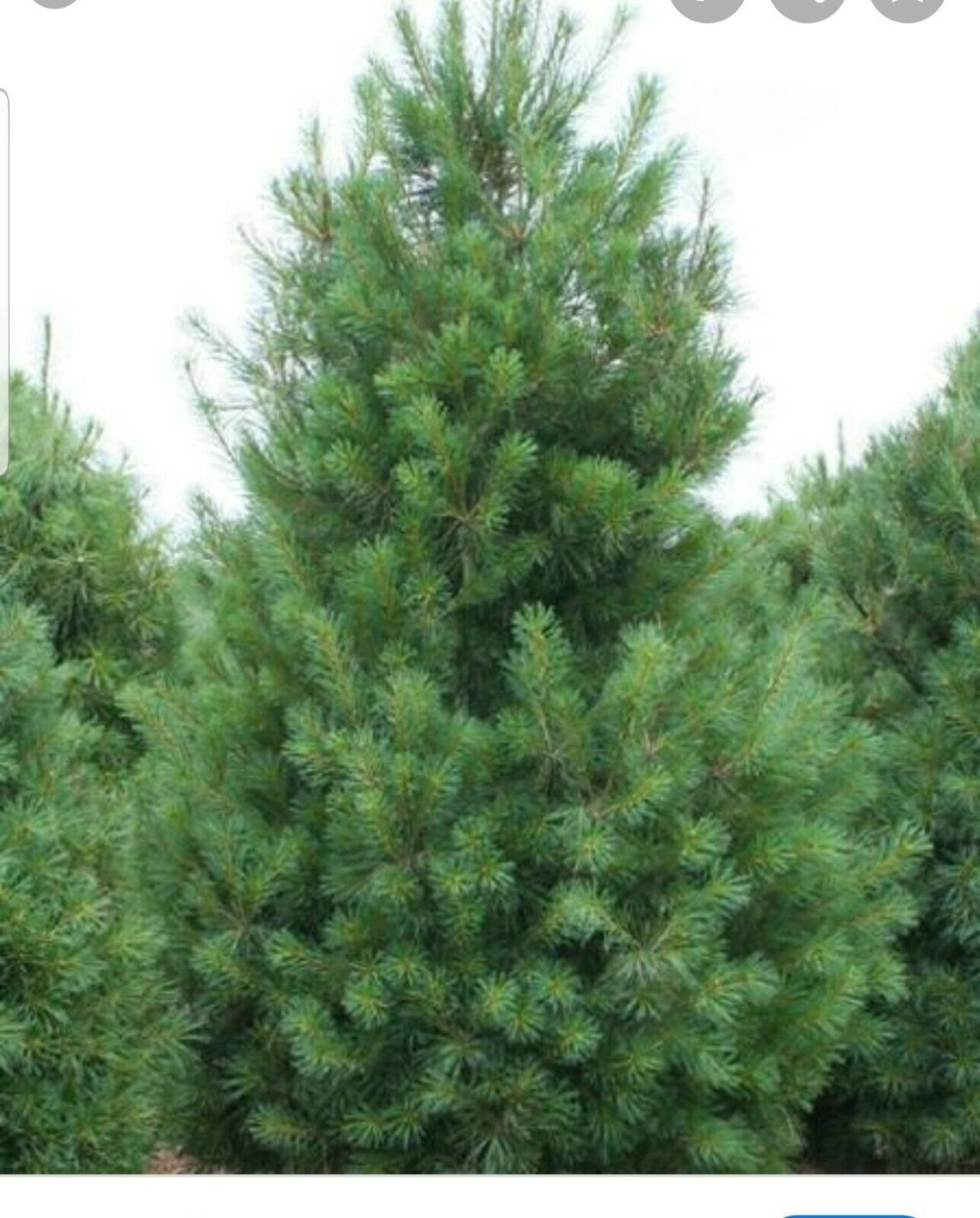 15 fresh white pine cuttings. Live Cuttings Free Shipping11 Etsy