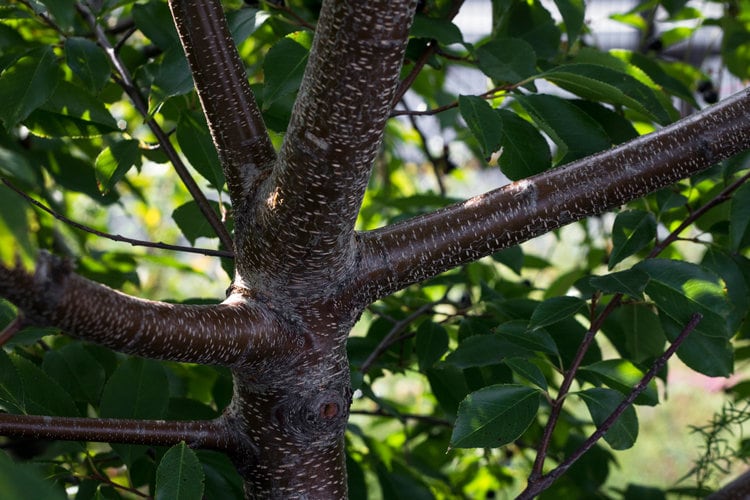 5 Black Cherry Tree Cuttings Free Shipping. Etsy