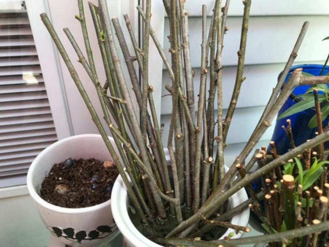 River Birch Tree. 5 Fresh Cuttings Etsy