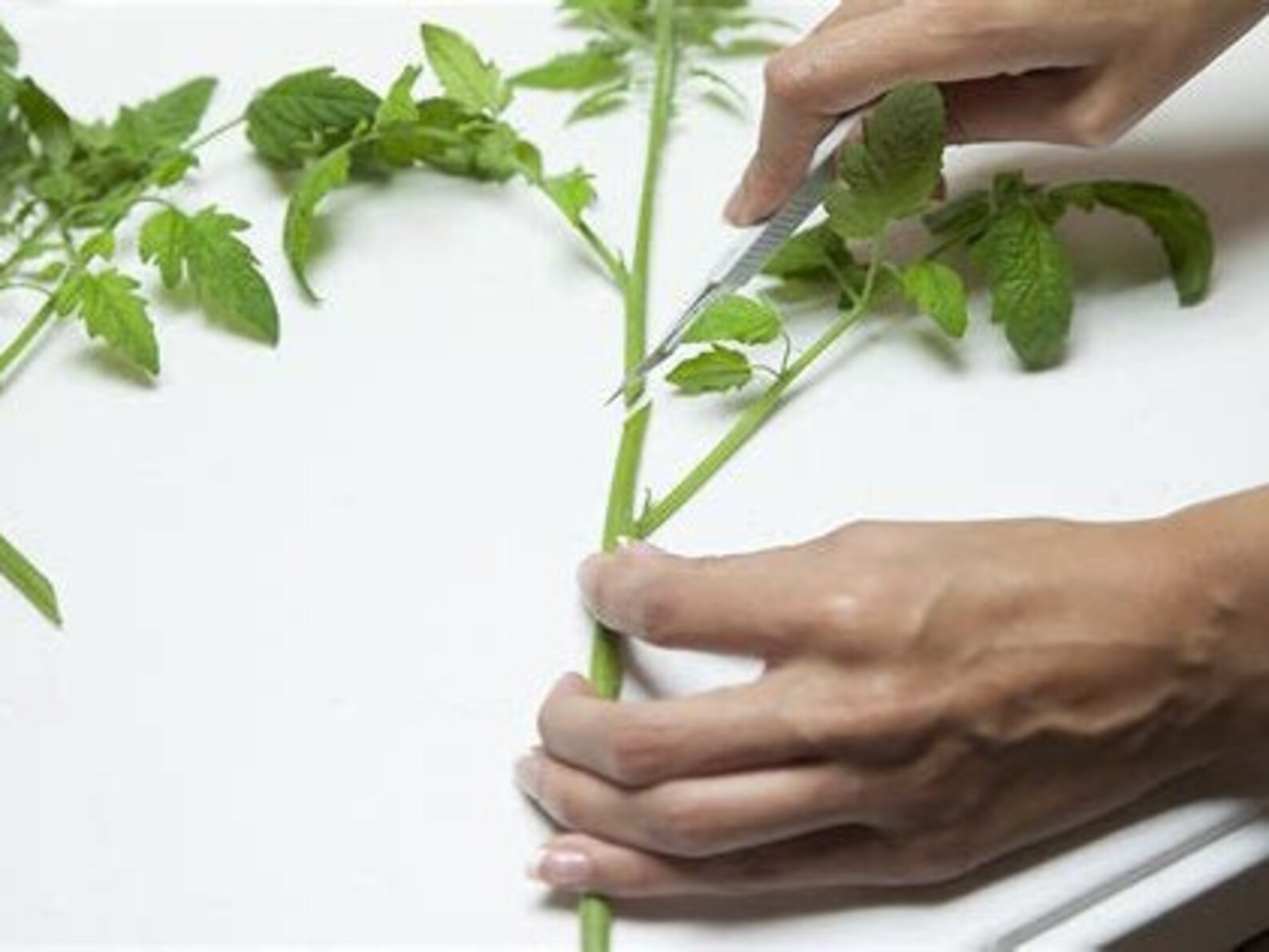 5 Pink Crabapple Tree Cuttings Free Shipping Etsy