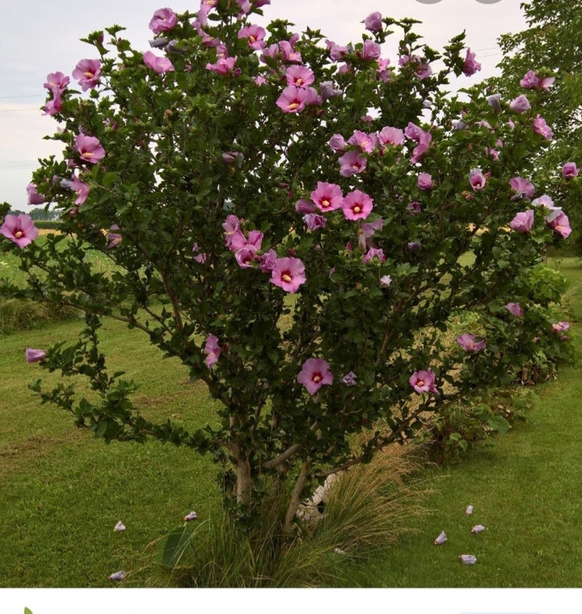 20 Fresh pink rose of sharon cuttings Grow your own trees Etsy