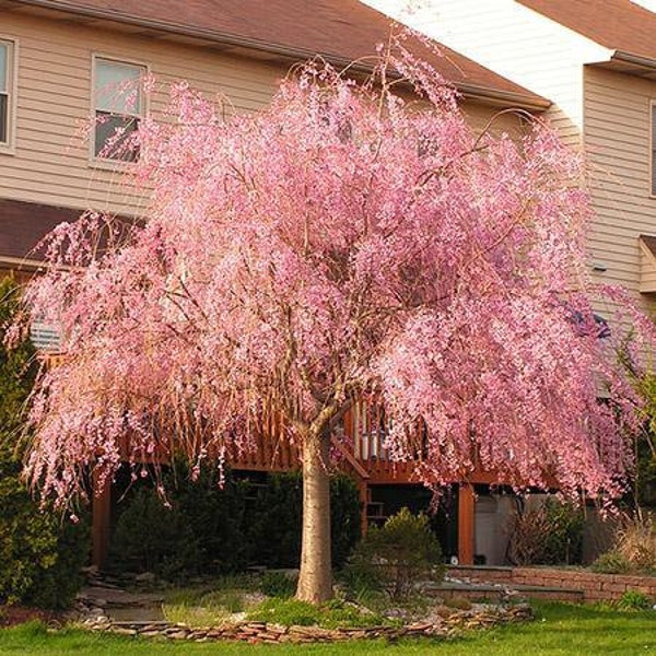 Weeping Cherry Tree Etsy