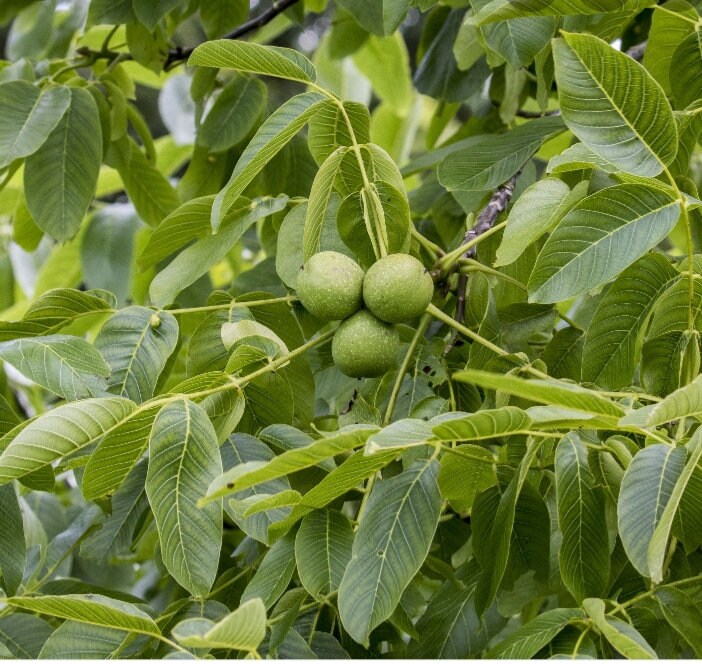20 FRESH Black walnut tree cuttings. Grow your own trees from Etsy