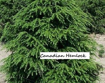 10+ Canadian Hemlock Tree Cuttings! Free Shipping! Gorgeous Evergreen Tree