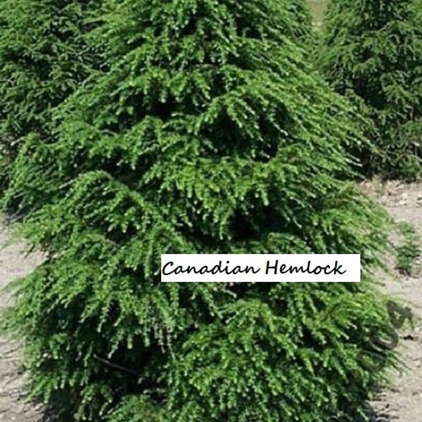 10+ Canadian Hemlock Tree Cuttings! Free Shipping! Gorgeous Evergreen Tree
