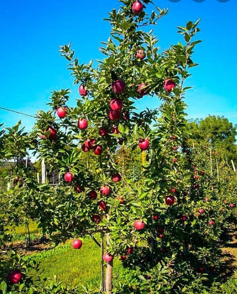 Free Shipping 5 Red Delicious Apple Tree Cuttings Etsy