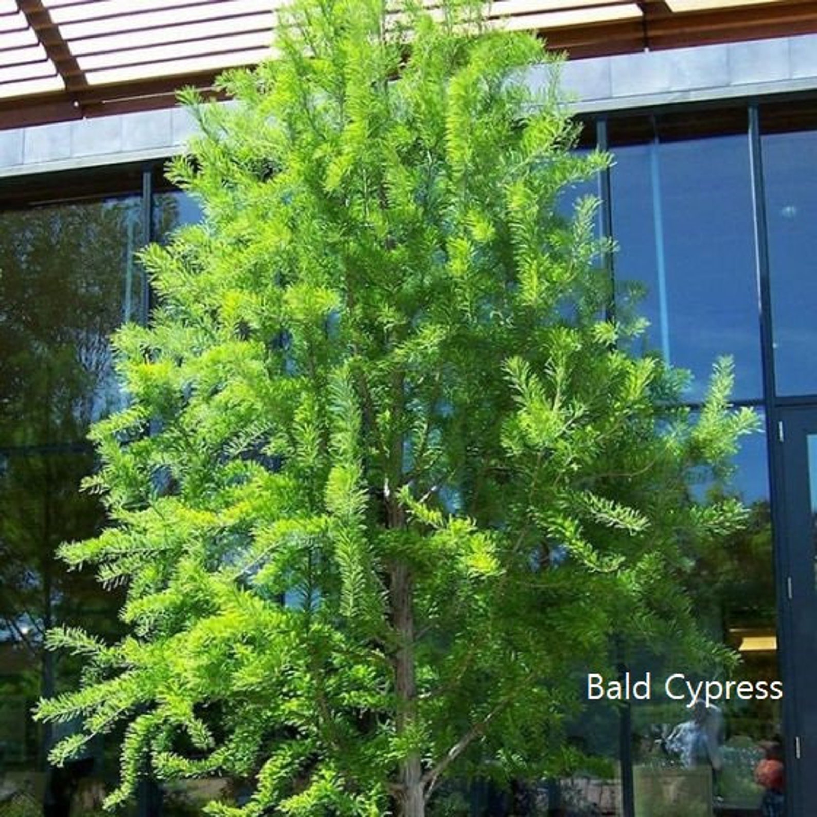 15 Fresh Cut Bald cypress tree cuttings. Propogate your own Etsy