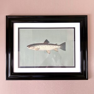 May include: A framed print of a fish, likely a trout, against a pale blue-green background. The fish is depicted in detail with a light-colored belly, dark spots, and fins. The frame is black with a white mat.
