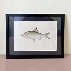 May include: Framed art print showing a detailed illustration of a fish. The fish is rendered in grey and brown tones, with a red eye and detailed fins. The artwork is set against a white background and enclosed in a black frame.
