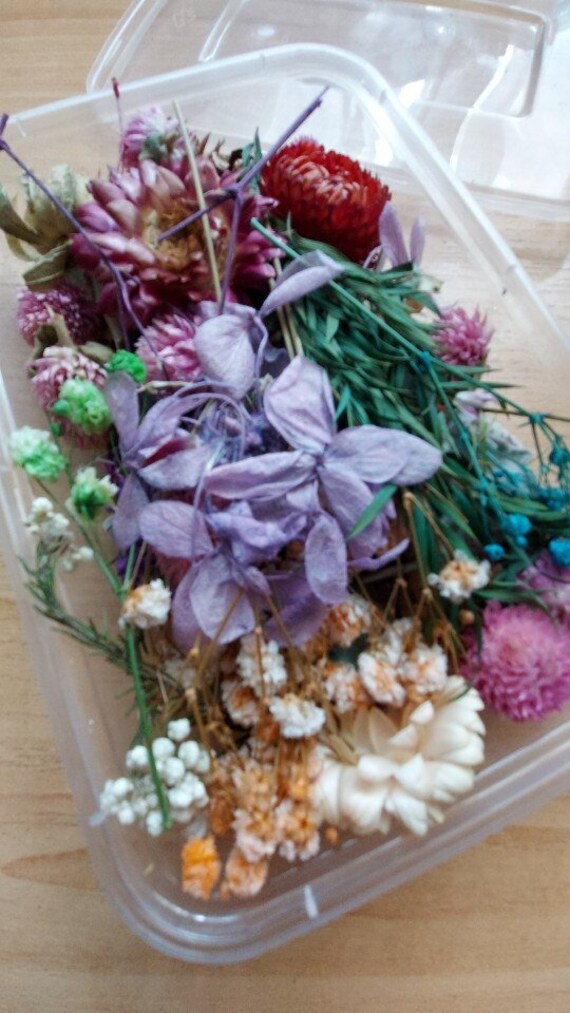 1 Lot de Fleurs Séchées Pour Bougies, Bouquets, Décoration et Création Longue Durée