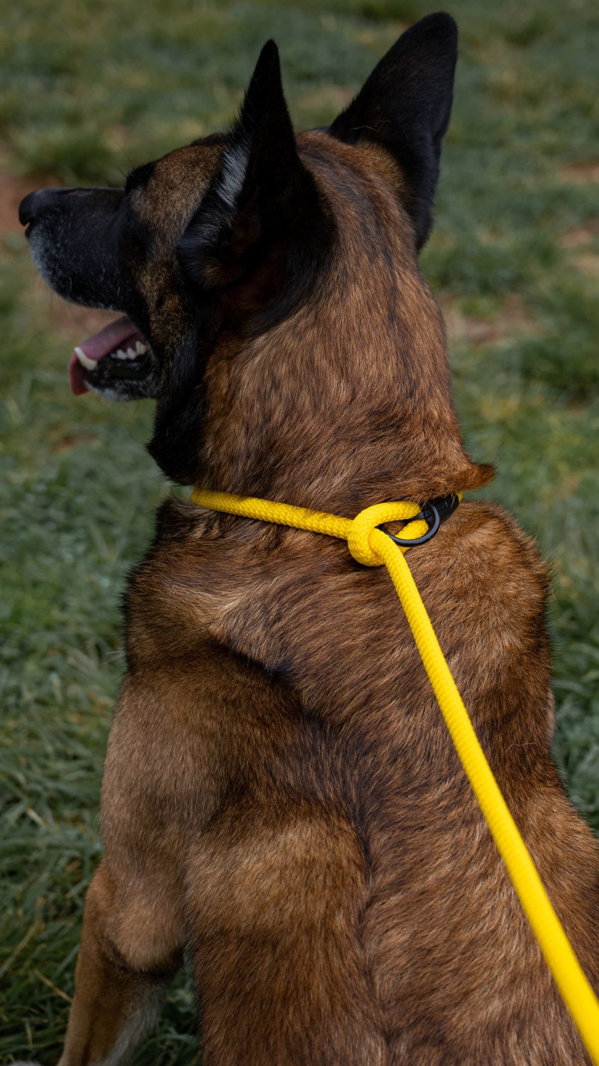 Dreifach Geflochtenes Leder Hund Blei – 50 Cm Lang, Mit Karabiner, Klassisches Design