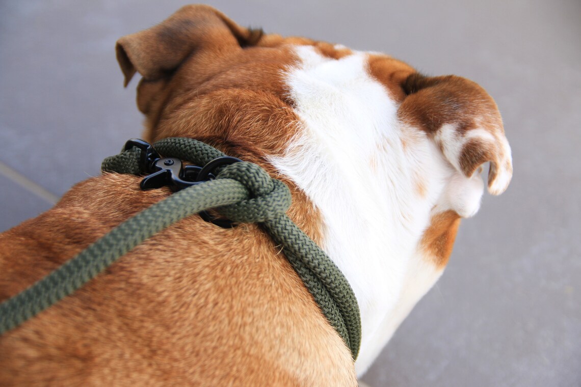 Olive Green Dog Leash for Small and Big Dogs/dog Leads/dog Etsy
