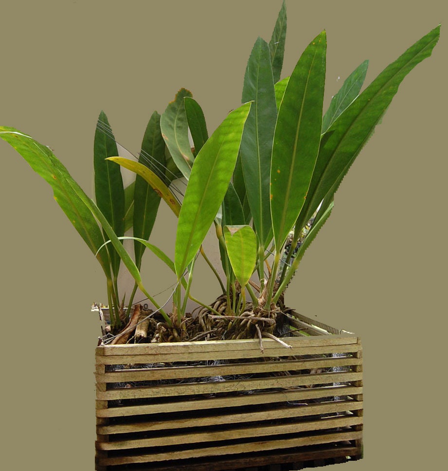 Basket Set Square Orchid Wood Slats 8 and 10 Inches with Etsy