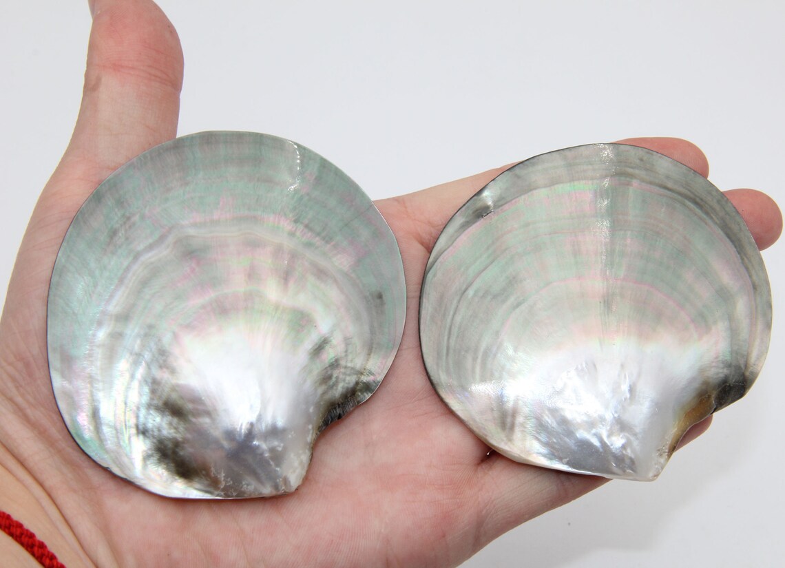 Natural Gray Shell Decorlarge Size Shell Decorbeach House Etsy