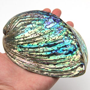 New!5~6 Inch Large Natural Abalone Shell Decor,Shell House Decor,Art Decor,Abalone Shell Gift Decor,Seashell Decor,Home Living Shell Decor.