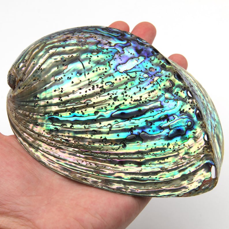 New56 Inch Large Natural Abalone Shell Decorshell House - Etsy