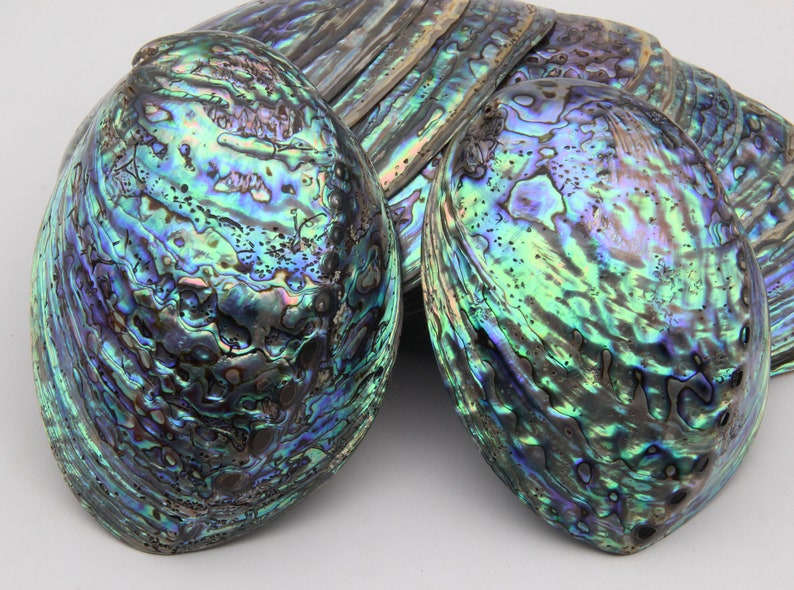 New!5~6 Inch Large Natural Abalone Shell Decor,shell House Decor,art ...