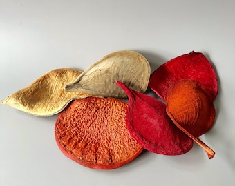 Cerrado Peroba Pods: Dried Brazilian Seed Pods, Natural Botanical Decor