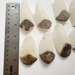 May include: Eight white, translucent, petal-shaped objects with a dark brown, textured design on the bottom half.