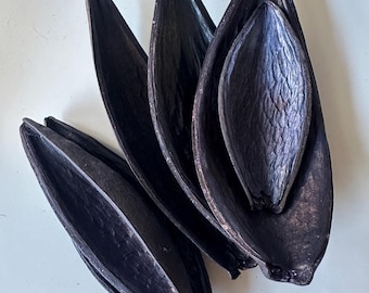 Canoinha Pods: Dried Brazilian Seed Pods, Natural Botanical Decor, Secondatia Floribunda