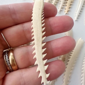 Puede incluir: Primer plano de varios objetos blanquecinos, similares a huesos, con una serie de dientes triangulares afilados a lo largo de un borde. Los objetos se sostienen en una mano, con otros dispersos en el fondo. Los objetos parecen naturales, posiblemente fosilizados.