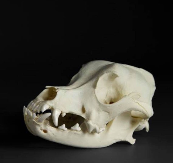 bulldog skull