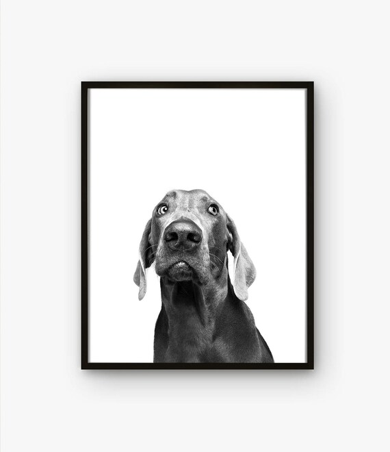 Weimaraner Dog Print Weimaraner Poster Large Dog Print Etsy