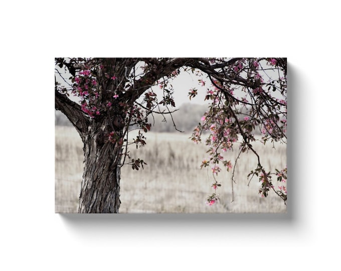 As She Blossoms (Solid Face Canvas With Solid Backing)