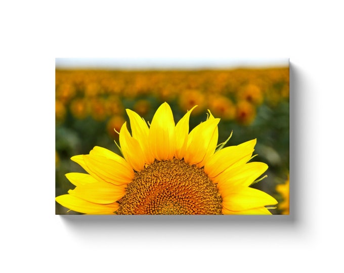 Follow The Leader Sunflower (Solid Face Canvas With Solid Backing)