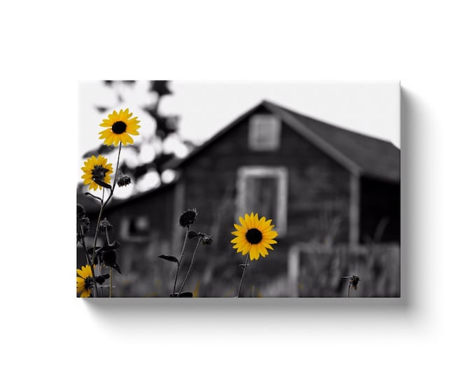 Sunflower Barn (Solid Face Canvas With Solid Backing)