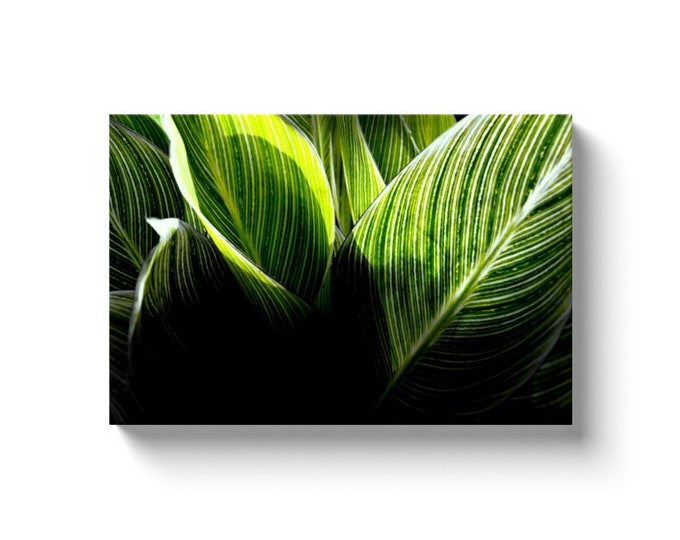 Abstract Plant (Solid Face Canvas With Solid Backing)
