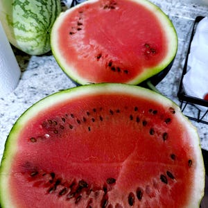 Black Diamond Watermelon Seeds