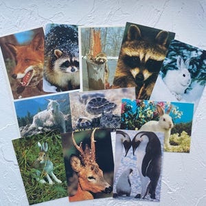 May include: A collection of ten rectangular postcards featuring wildlife photography, including a red fox, raccoons, a white rabbit in snow, a mountain goat, a rattlesnake, a white rabbit in flowers, a hare, a deer, and penguins.