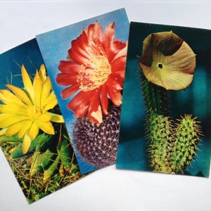postcards with flowers, postcards with cacti, vintage postcards, set of 15 postcards, ussr, 1972