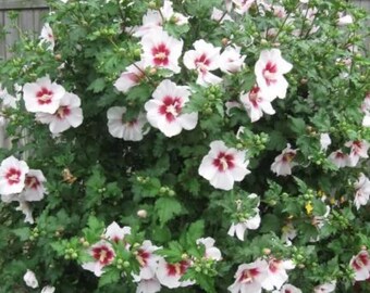 5 mixed young Rose of Sharon trees 2-3 year old