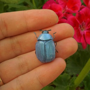 Hoplia Coerulea - Etsy UK