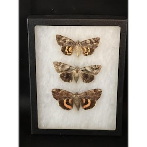 Mounted Moth Specimens In Riker Box Display winged insects Collectible show
