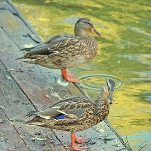 Wildenten Vogel im Park See Digitaler Foto Download Enten Stockenten Erpel Natur Illustration Wasservogelarten Frühlingsmorgen Wildtiere