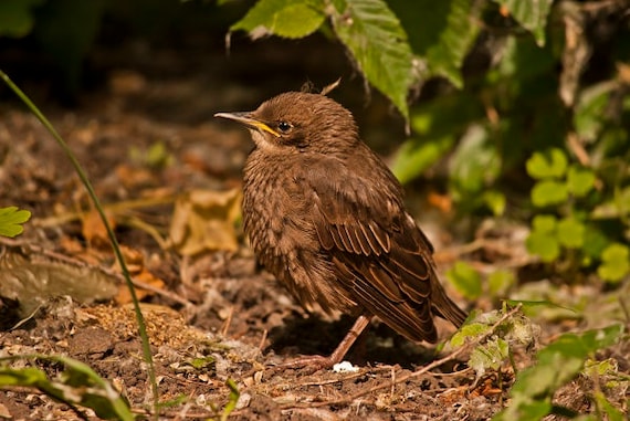 Baby Starling Bird