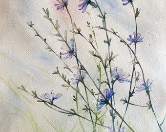 Chicory Flowers - Original Unframed Watercolor Painting - Study for Larger Painting - Cornflower Blue