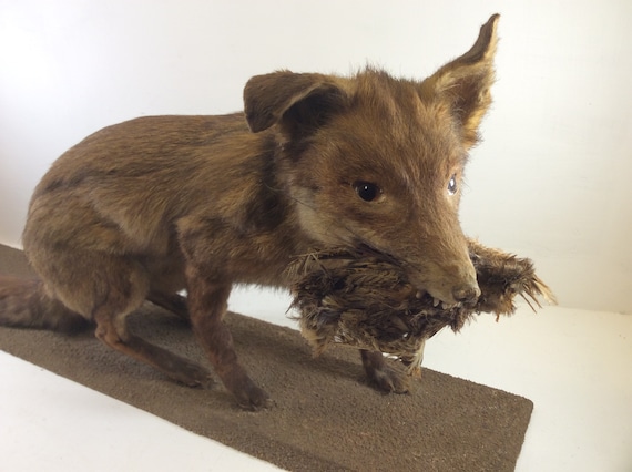 stuffed fox taxidermy