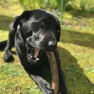 Masticable para perros de asta de ciervo rojo escocés / Golosina natural, duradera y sin cereales imagen 1