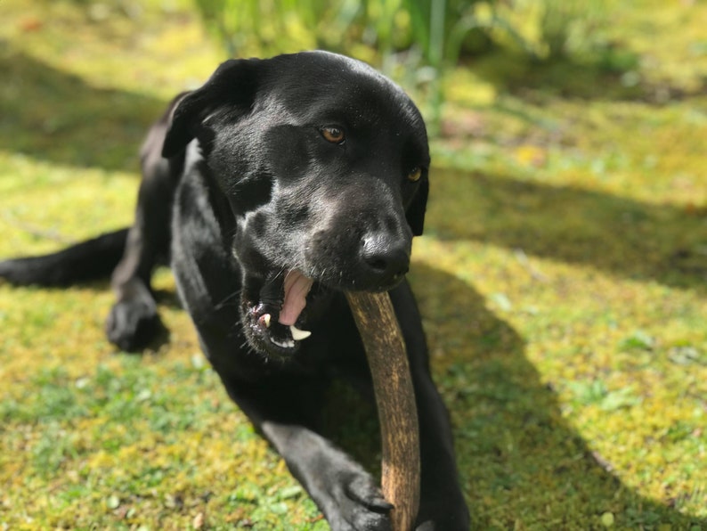 Masticable para perros de asta de ciervo rojo escocés / Golosina natural, duradera y sin cereales imagen 1