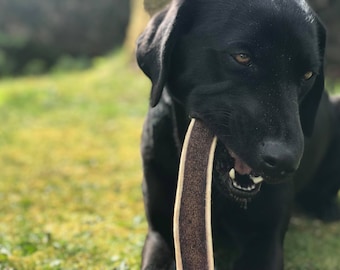 Puede incluir: Un perro Labrador Retriever negro mastica un juguete para masticar marrón y blanco. El perro está acostado de lado y tiene la boca abierta, mostrando sus dientes.