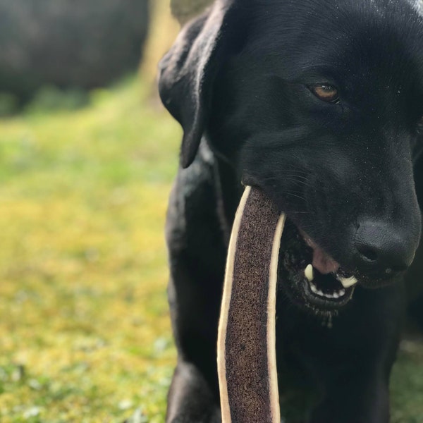 Easy Antler Dog Chew (Red deer)