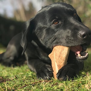 Antler dog chew (Fallow antler palm) - Healthy/natural/ grain free/ canine treat/snack