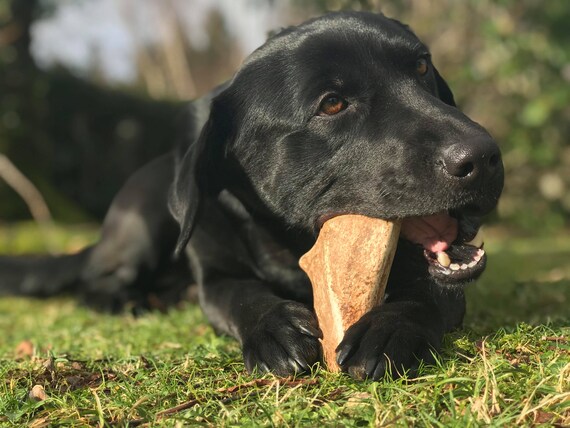 fallow antler dog chew
